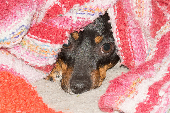 Tyson - adopted