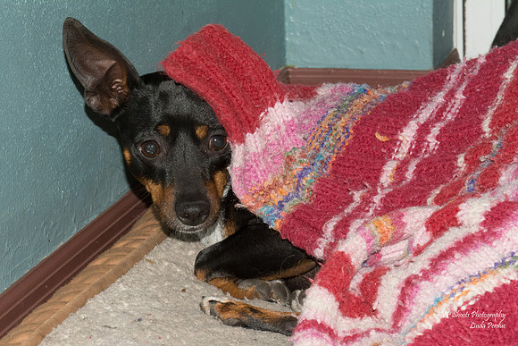 Tyson - adopted