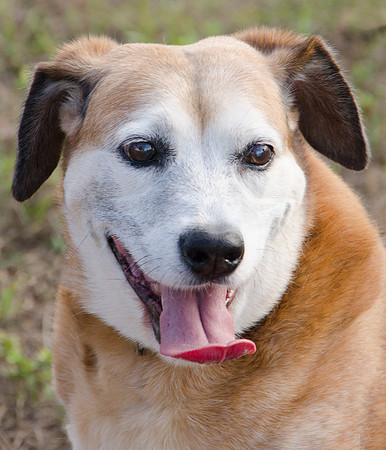 Levi - Adopted