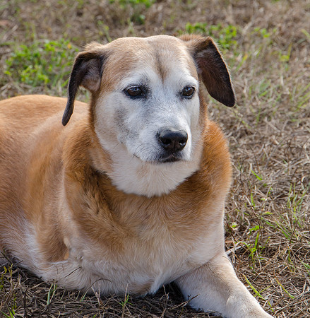 Levi - Adopted