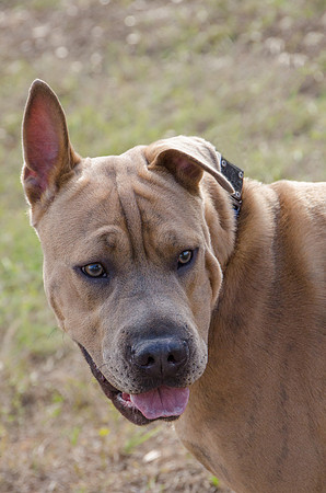 Thor - Adopted