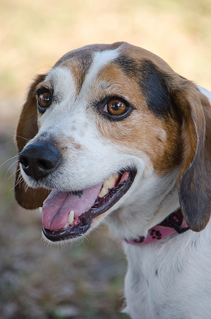 Peaches - adopted