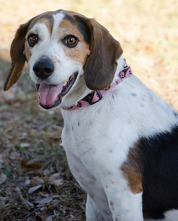 Peaches - adopted
