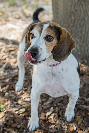 Peaches - adopted