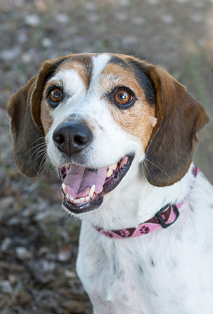 Peaches - adopted