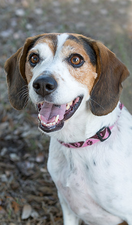 Peaches - adopted