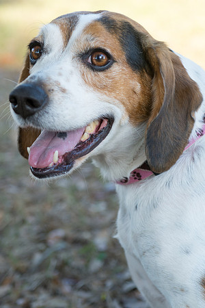 Peaches - adopted