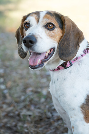 Peaches - adopted