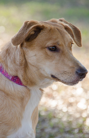 Jane - adopted