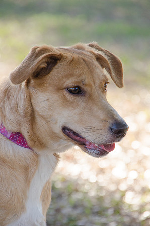 Jane - adopted