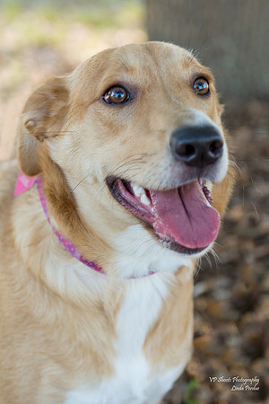 Jane - adopted
