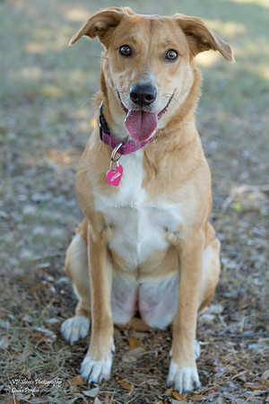 Jane - adopted