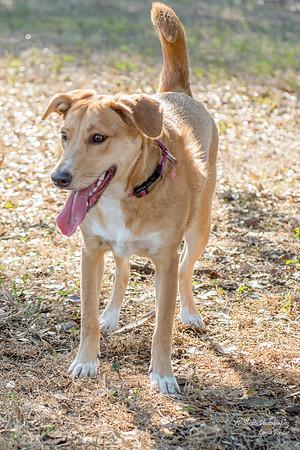 Jane - adopted