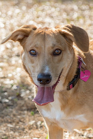 Jane - adopted