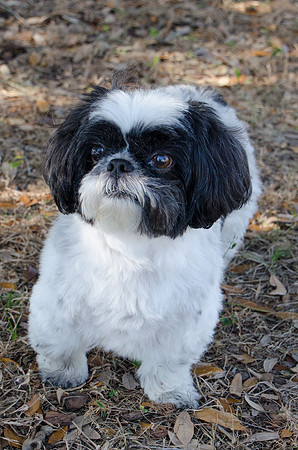 Bandit