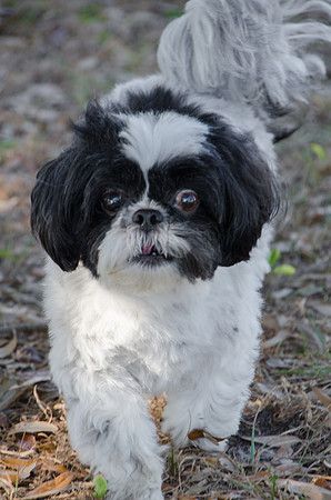 Bandit