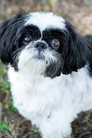 Bandit