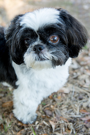 Bandit