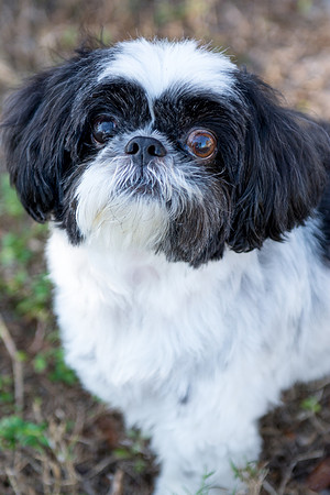 Bandit