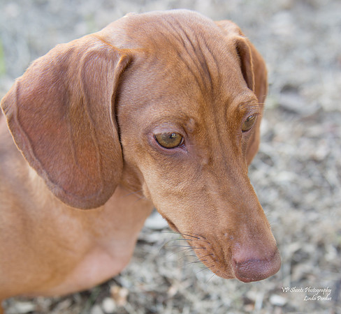 Bentley