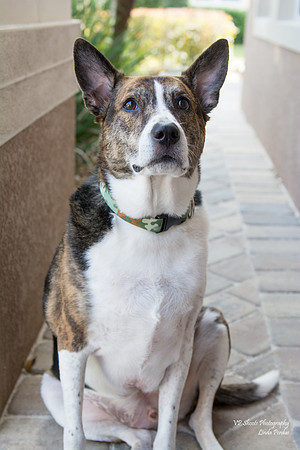 Sailor - adopted