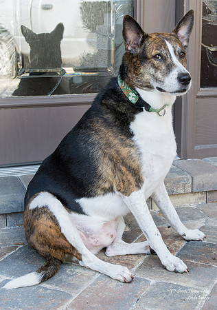 Sailor - adopted