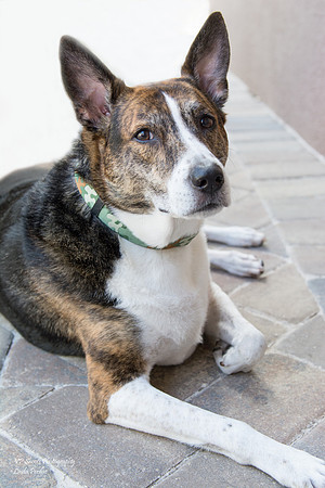Sailor - adopted