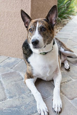 Sailor - adopted