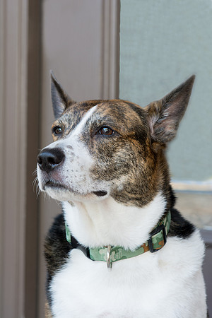 Sailor - adopted