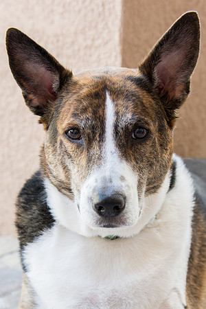 Sailor - adopted