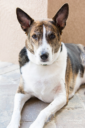 Sailor - adopted