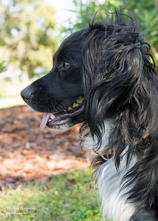 Momo - Male Dachshund mix - adopted
