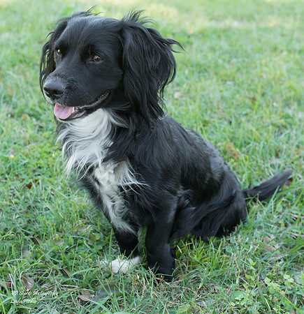 Momo - Male Dachshund mix - adopted