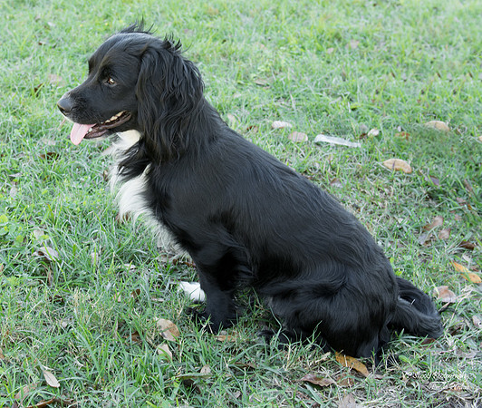 Momo - Male Dachshund mix - adopted
