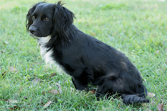 Momo - Male Dachshund mix - adopted
