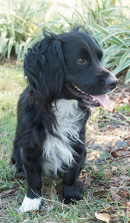 Momo - Male Dachshund mix - adopted