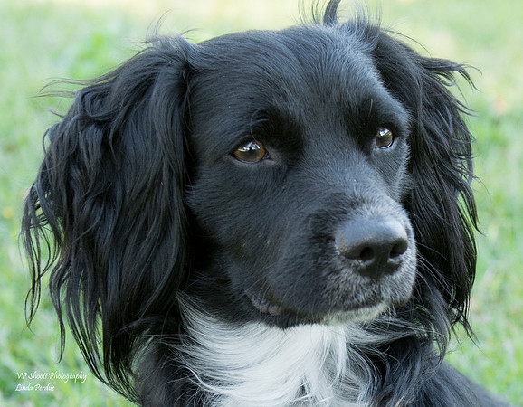 Momo - Male Dachshund mix - adopted