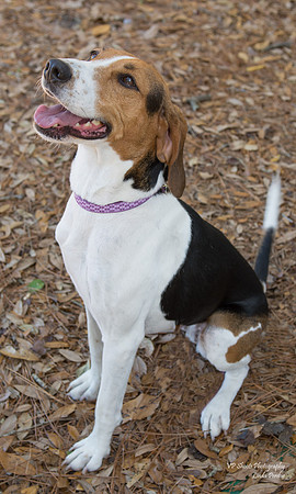 Casey - female