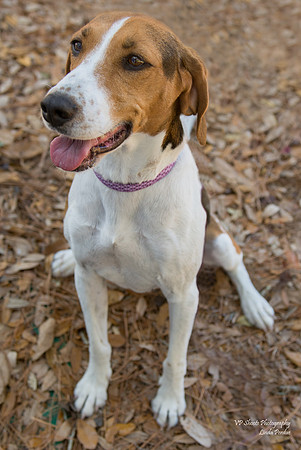 Casey - female