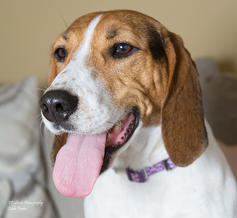 Casey - female