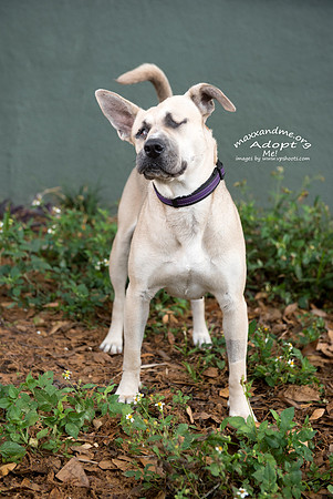 Maxx and Me Pet Rescue