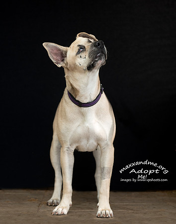 Medium female dog - Brie