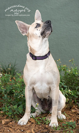 Cross eyed, beautiful Brie