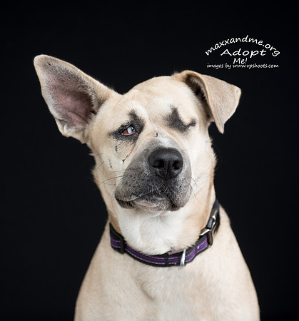 Maxx and Me Pet Rescue