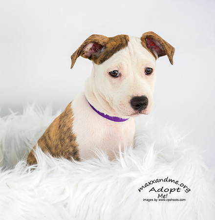 Brindle and white puppy on white
