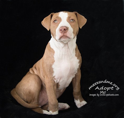 Pit mix puppy on black background