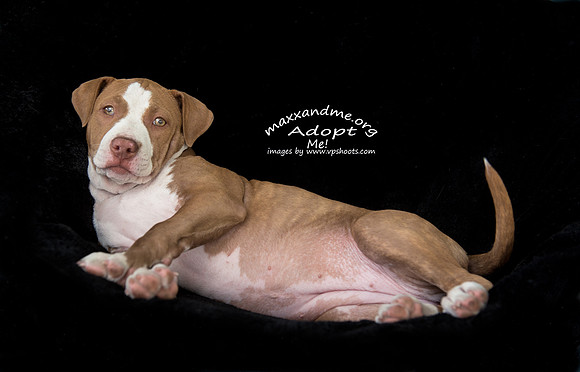 Pit mix puppy on black background