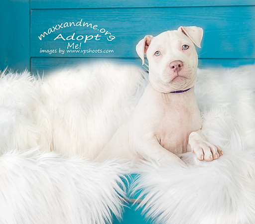 White Pit Mix puppy