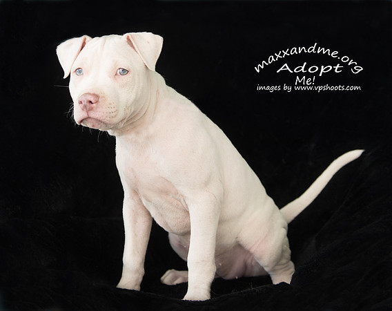 White puppy on black background