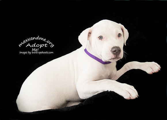 Maxx and Me Pet Rescue